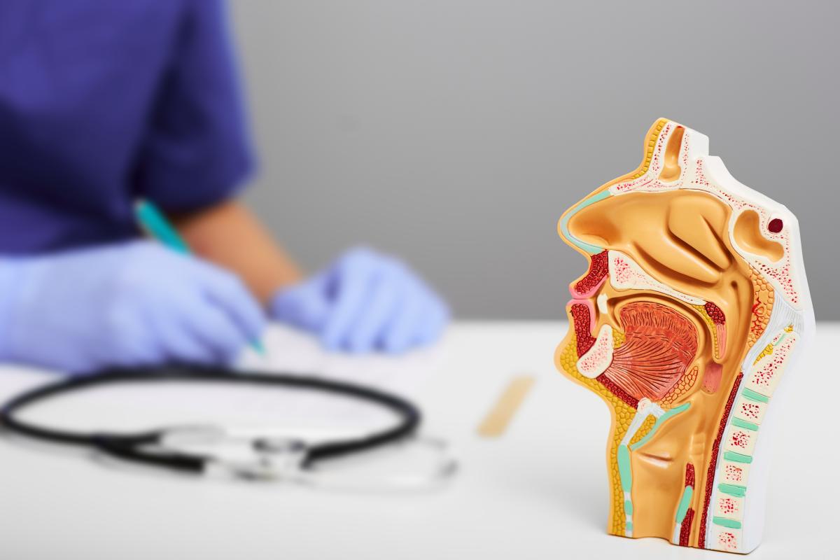 Anatomical model of sinuses