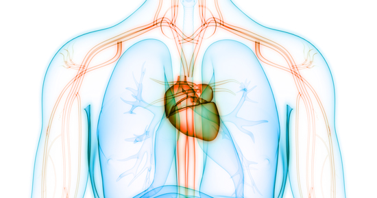 illustration of the human heart