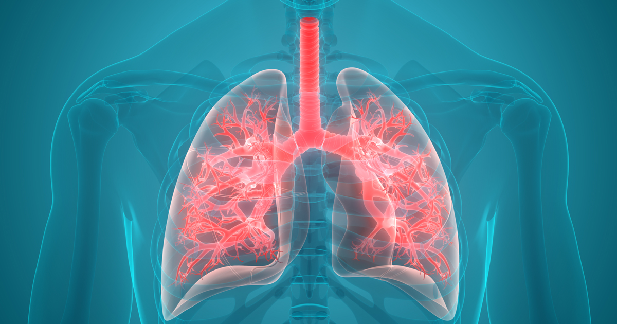 Medical illustration of lungs