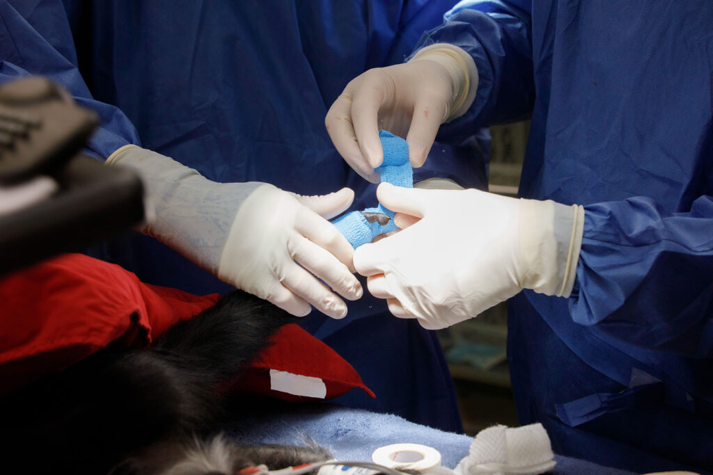 Yuki’s hand is bandaged following the successful surgery.