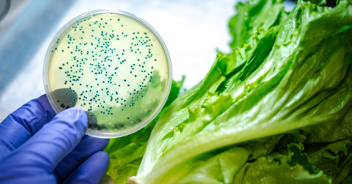 Bacterial culture of listeria on lettuce