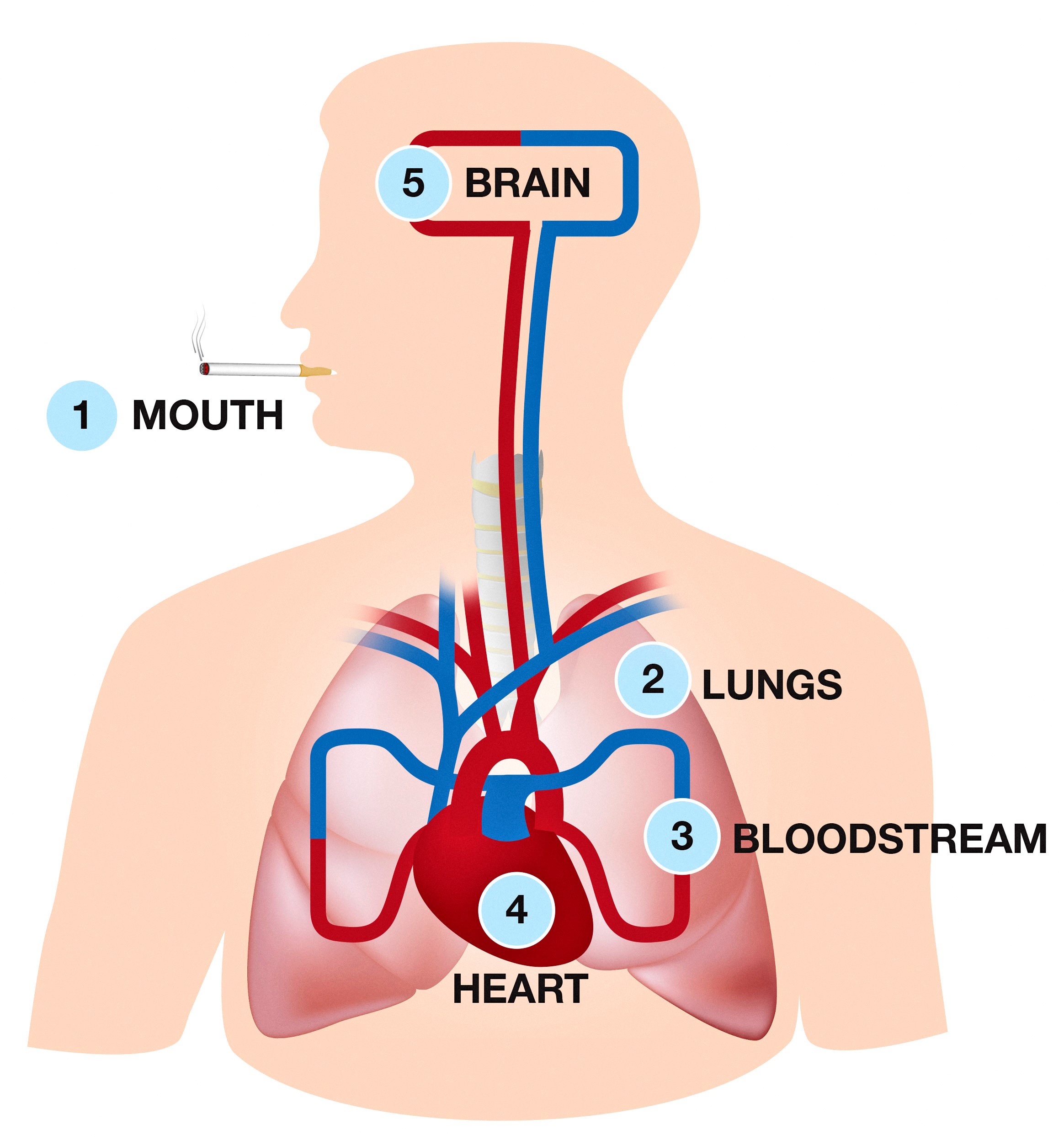 An illustration showing how the body processes nicotine. 