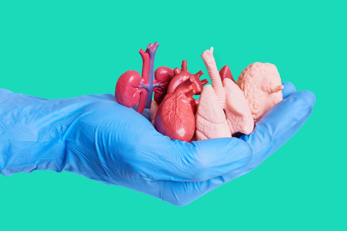 Gloved hand holding miniature figures of organs