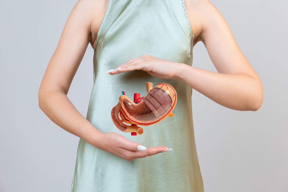 Woman holding model of stomach