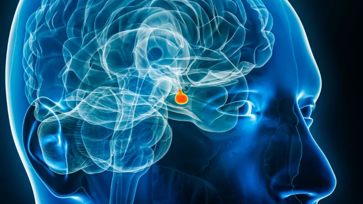 Medical illustration of pituitary gland