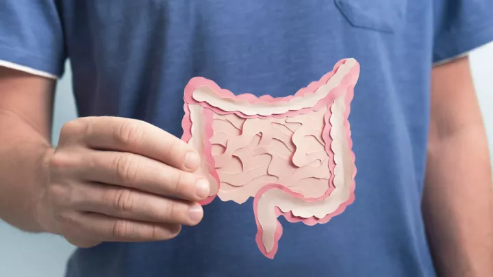Man holding paper cutout of digestive system