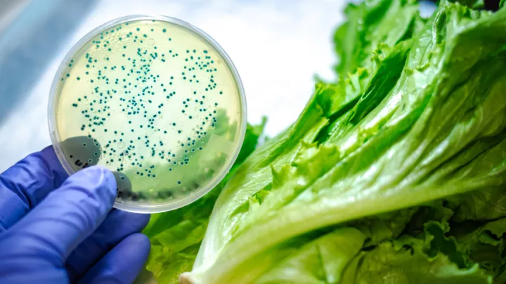 Bacterial culture of listeria on lettuce