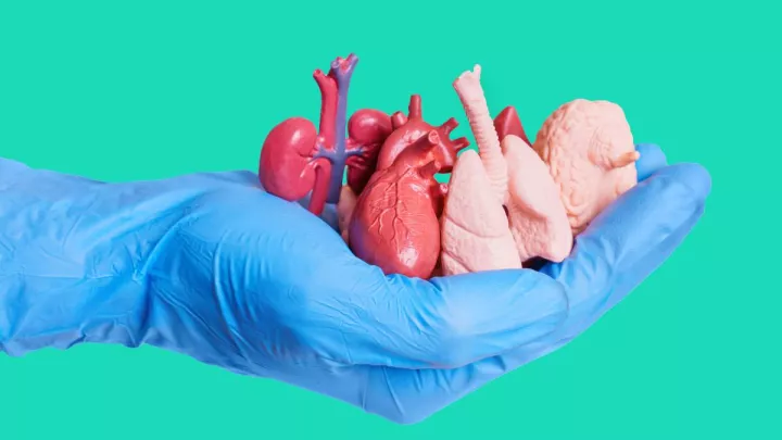 Gloved hand holding miniature figures of organs