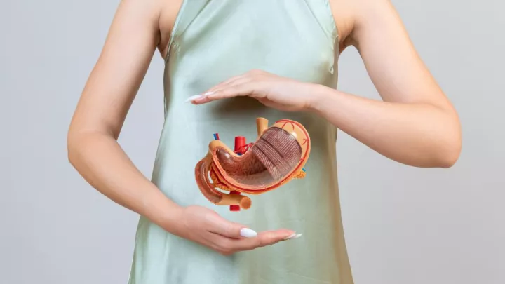 Woman holding model of stomach