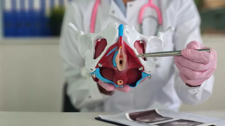 Medical model of a female pelvis