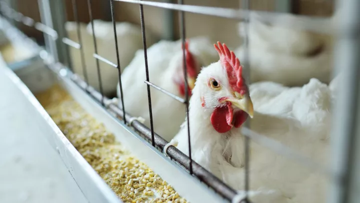 Pen full of hens